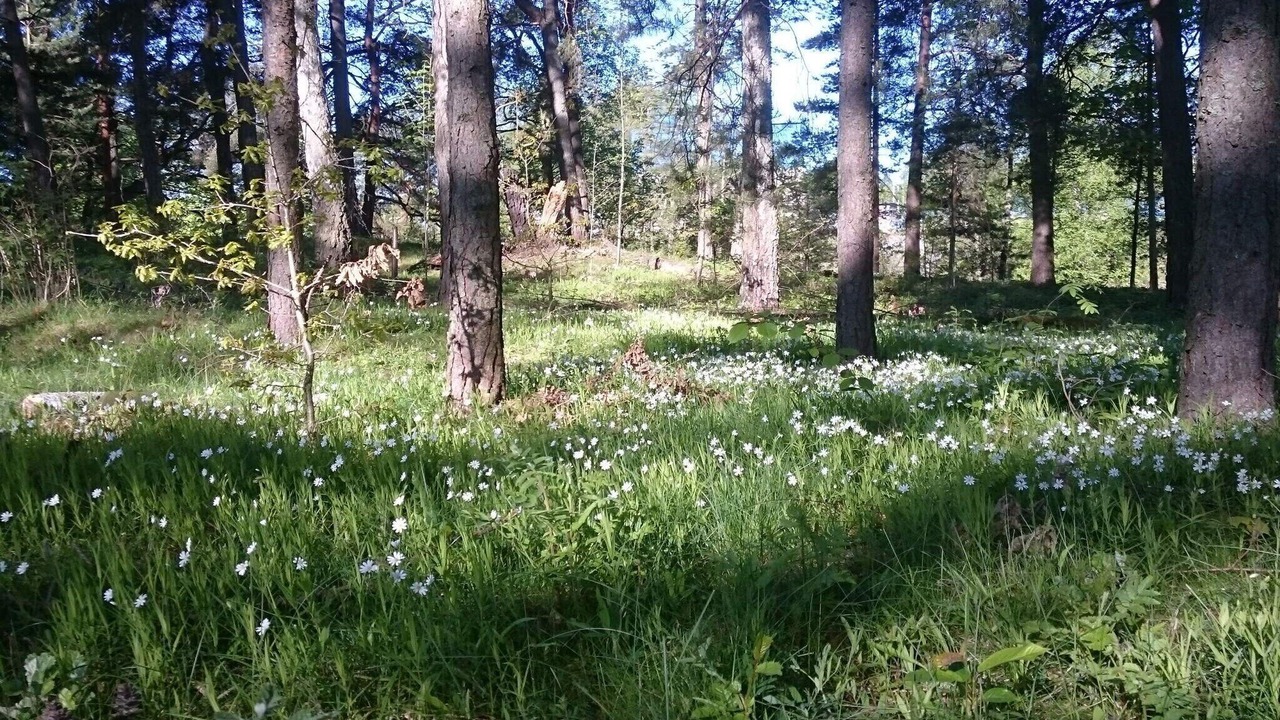 Photo of Outdoor in Saffle Municipality