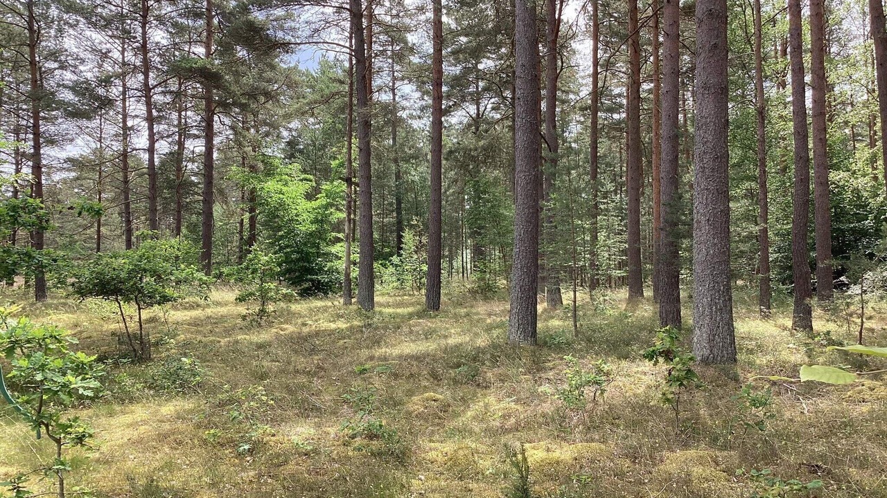 Photo of Outdoor in Degeberga