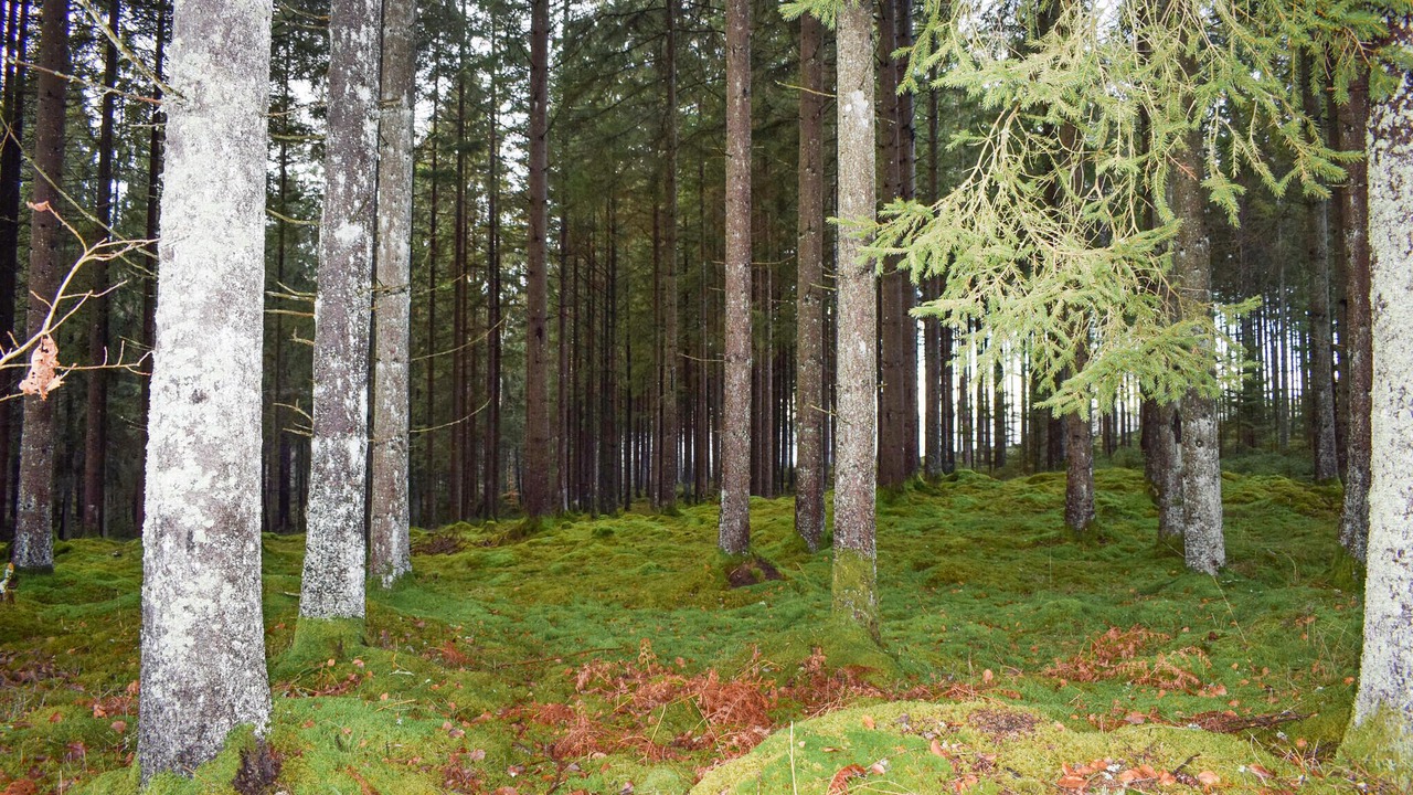 Photo of Others in Vittsjo