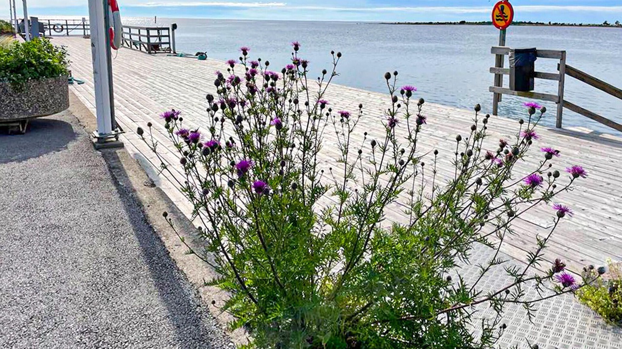 Photo of Others in Klintehamn