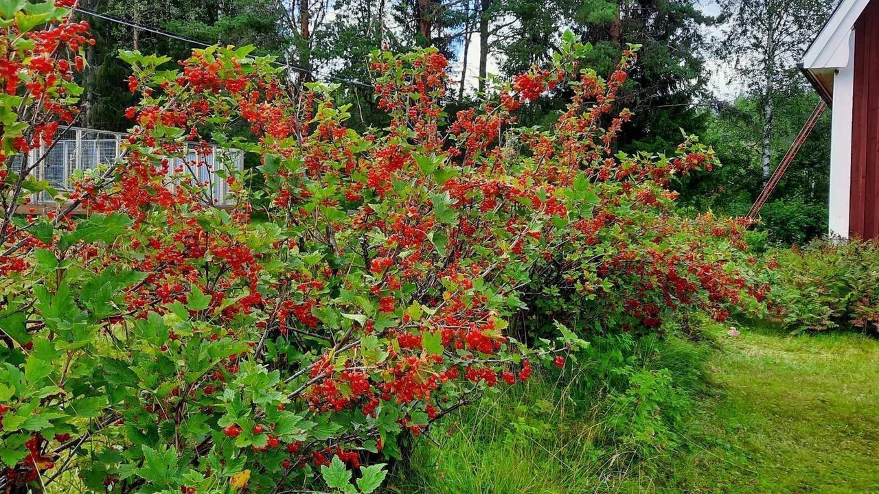 Photo of Outdoor in Lavsjon