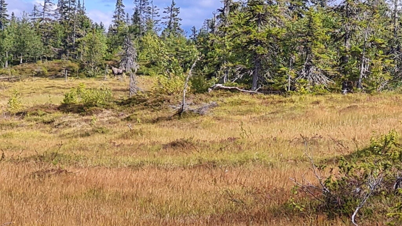 Photo of Outdoor in Rorvattnet