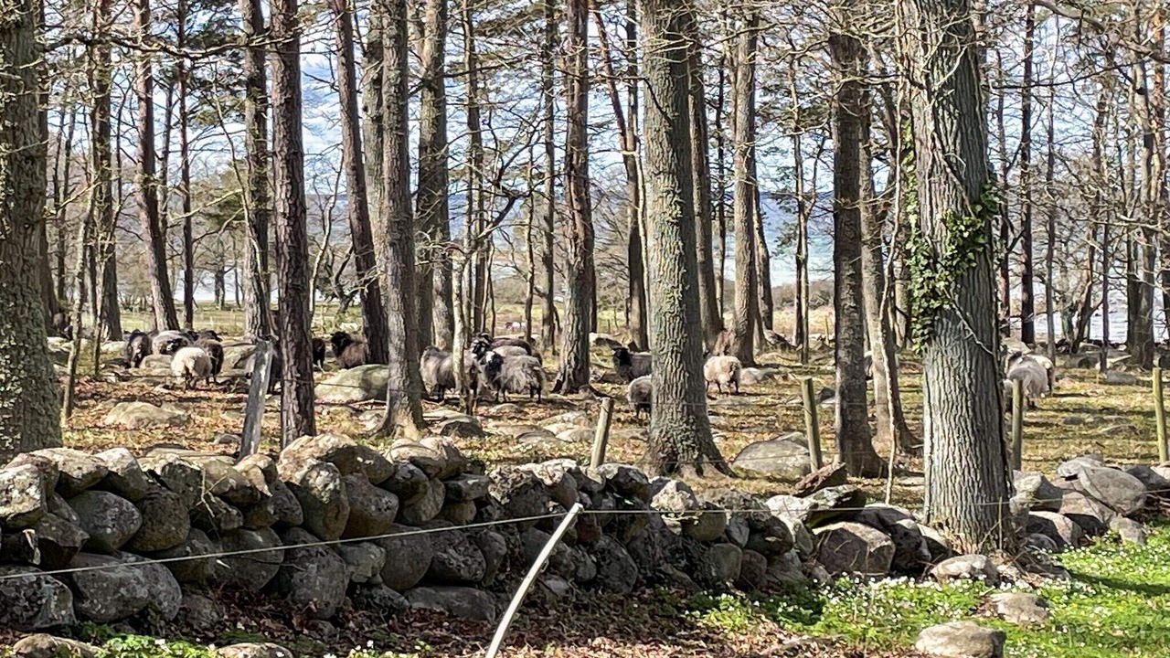 Photo of Outdoor in Farjestaden
