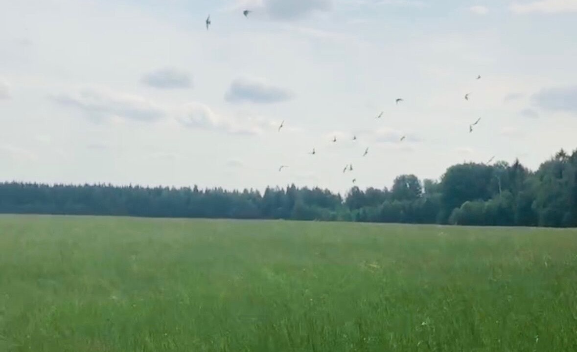 Photo of Others in Avesta