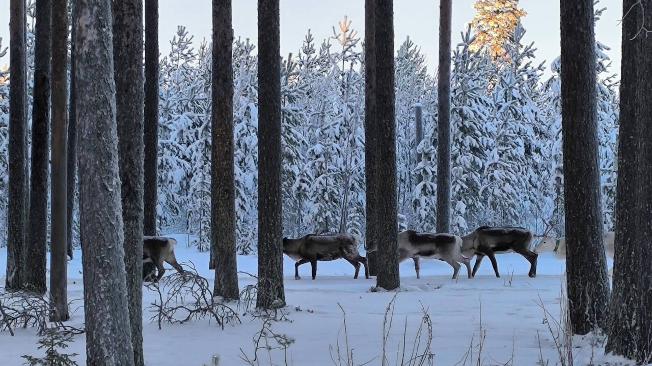 Photo of Others in Bastutrask