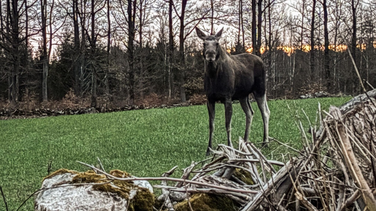 Photo of Others in Tingsryd