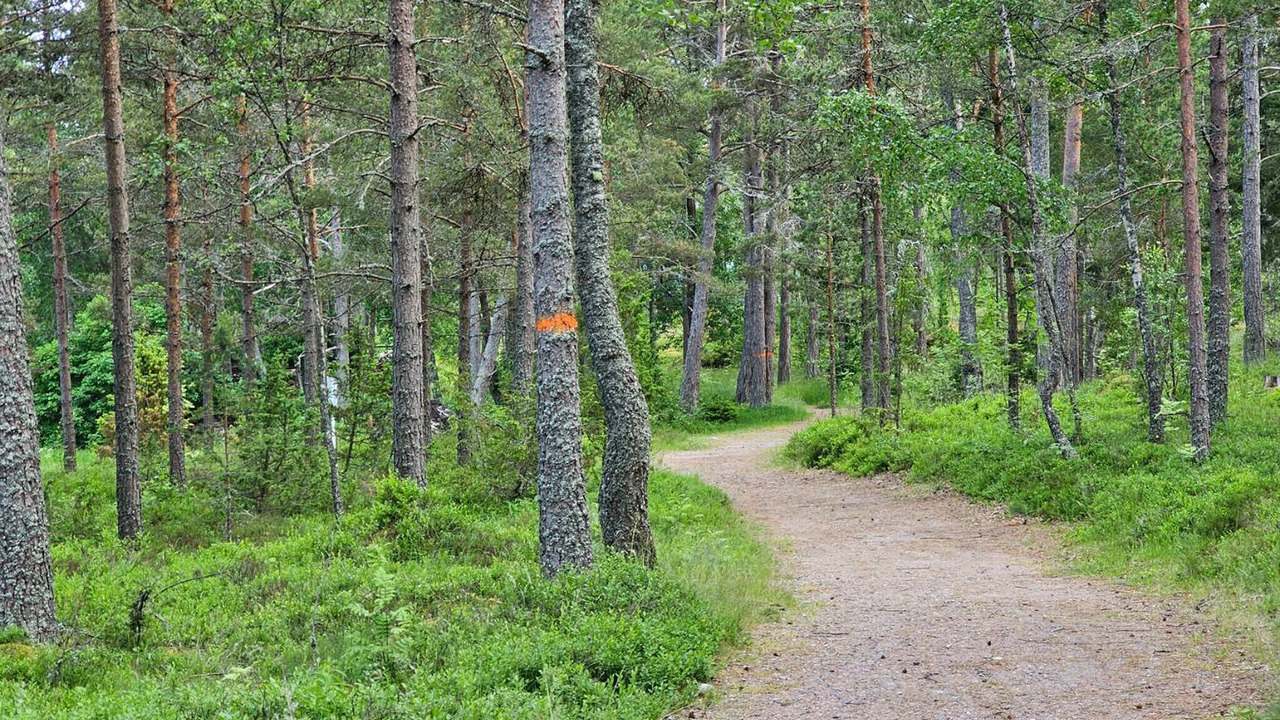 Photo of Others in Grisslehamn