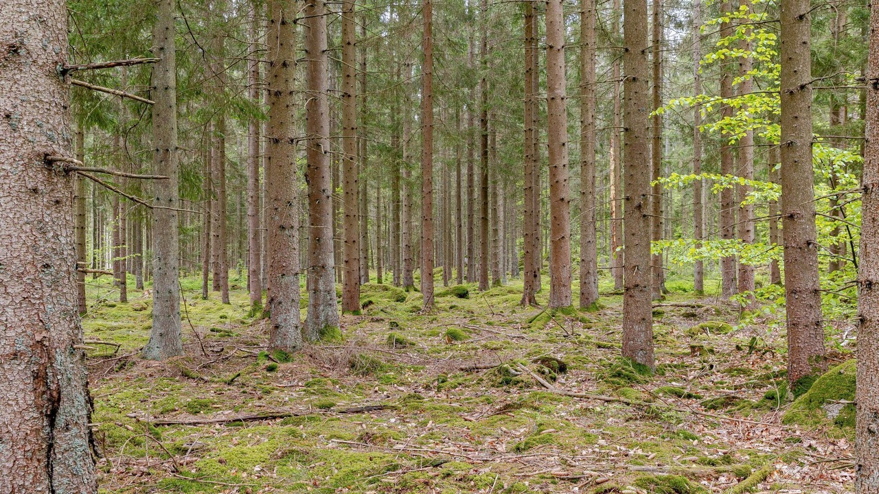 Photo of Others in Fagelmara