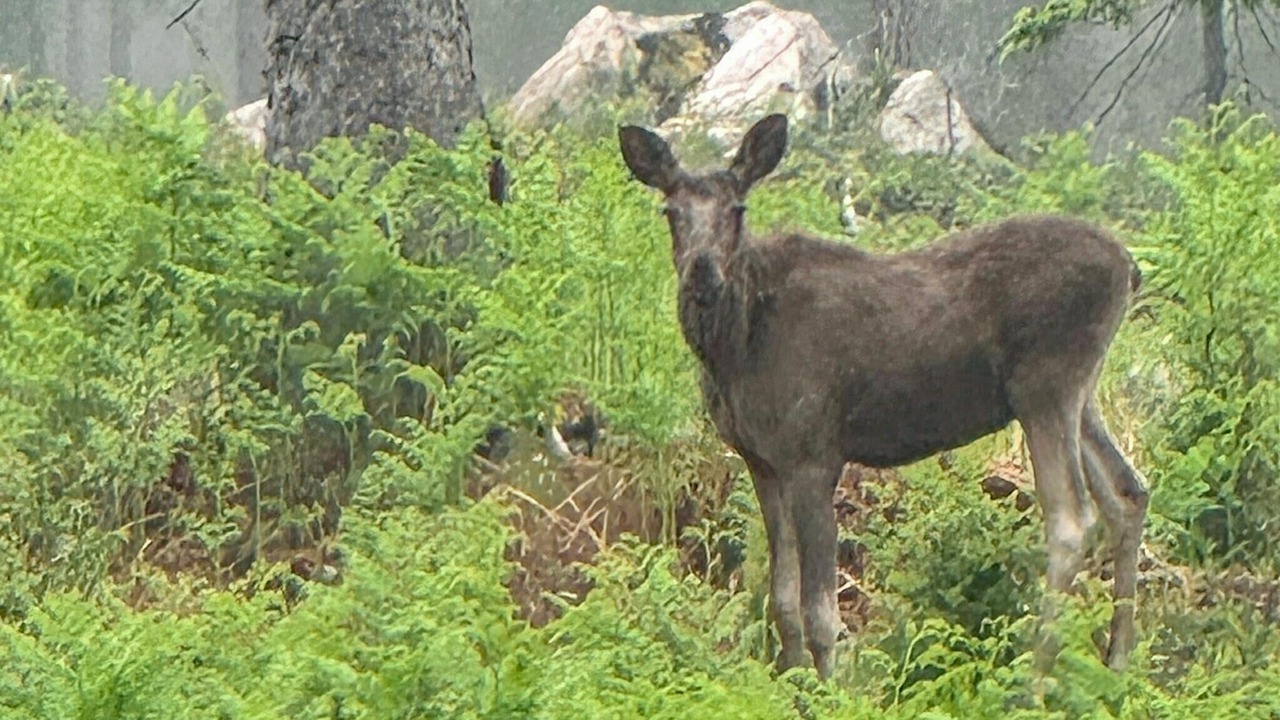 Photo of Others in Gullabo