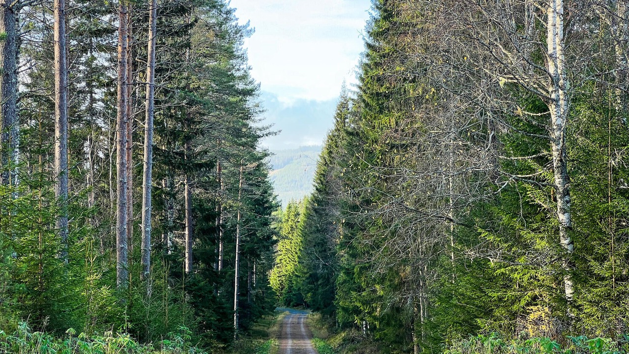 Photo of Others in Torsby Municipality