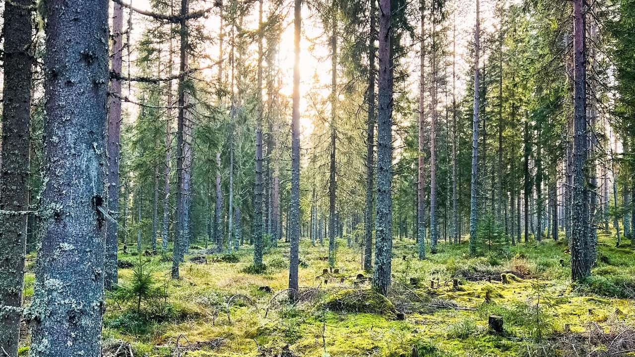 Photo of Others in Torsby Municipality