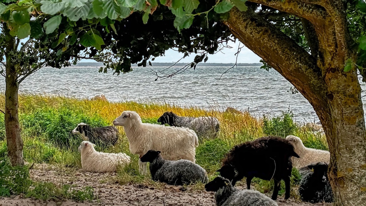 Photo of Others in Vejbystrand