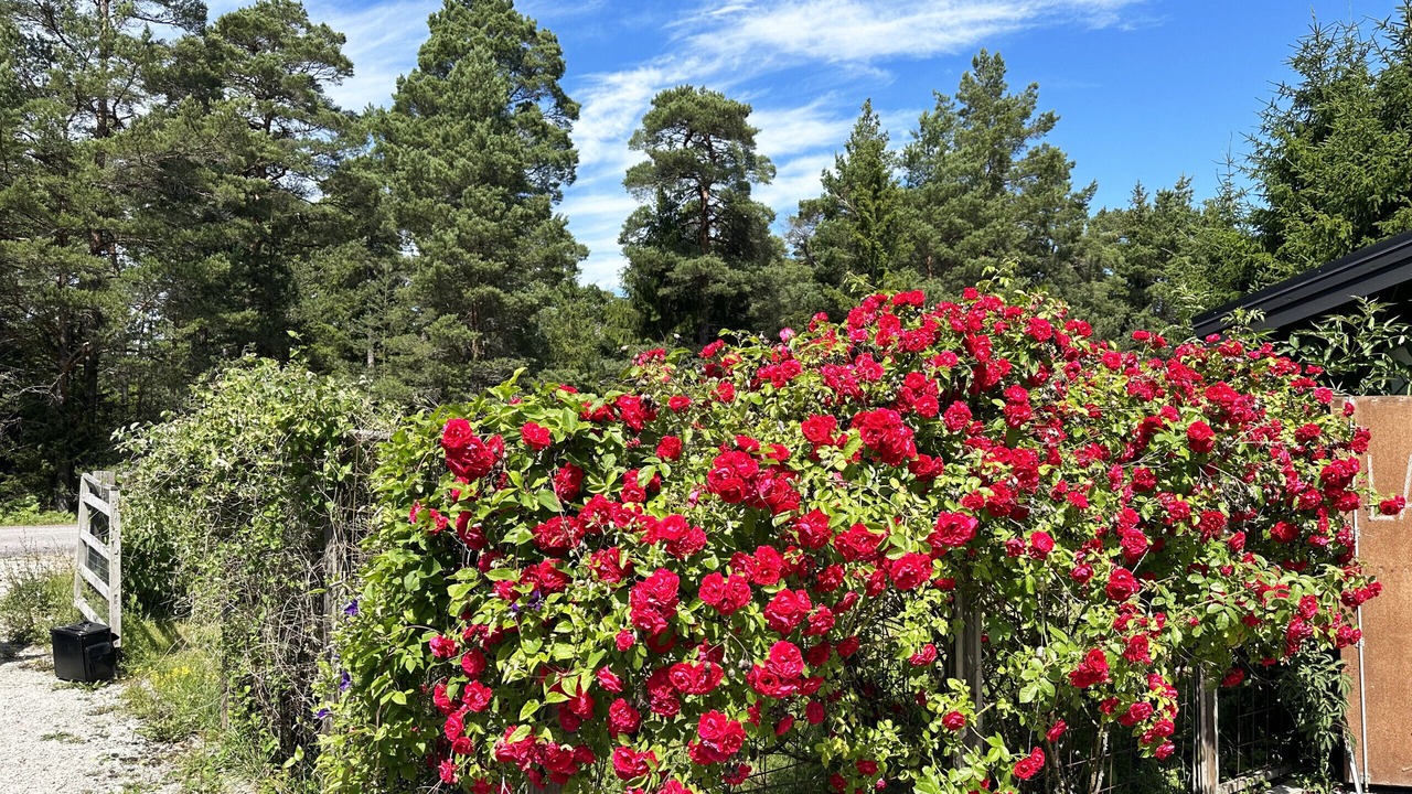 Photo of Outdoor in Larbro