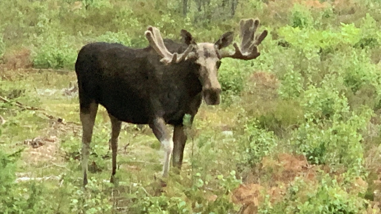 Photo of Others in Svenljunga