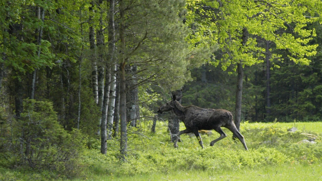 Photo of Others in Varekil