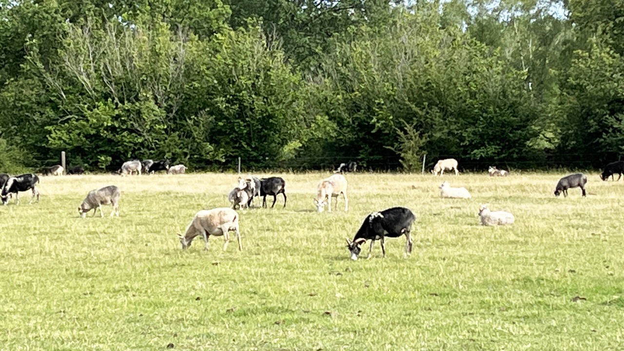 Photo of Others in Storlinge