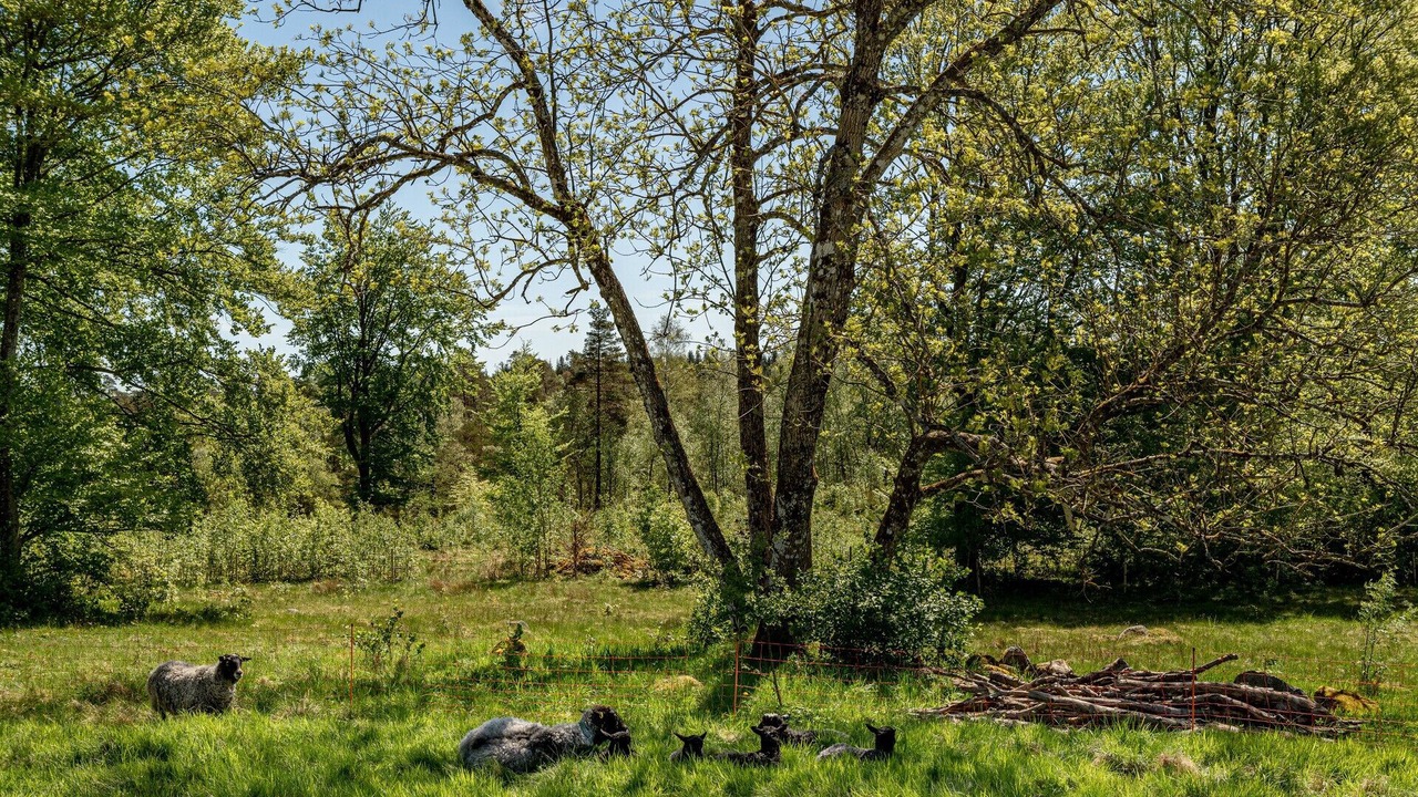 Photo of Others in Laholm