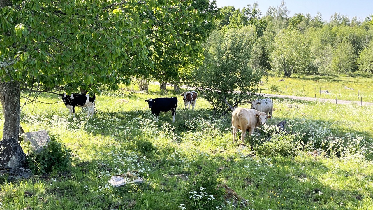 Photo of Outdoor in Virserum