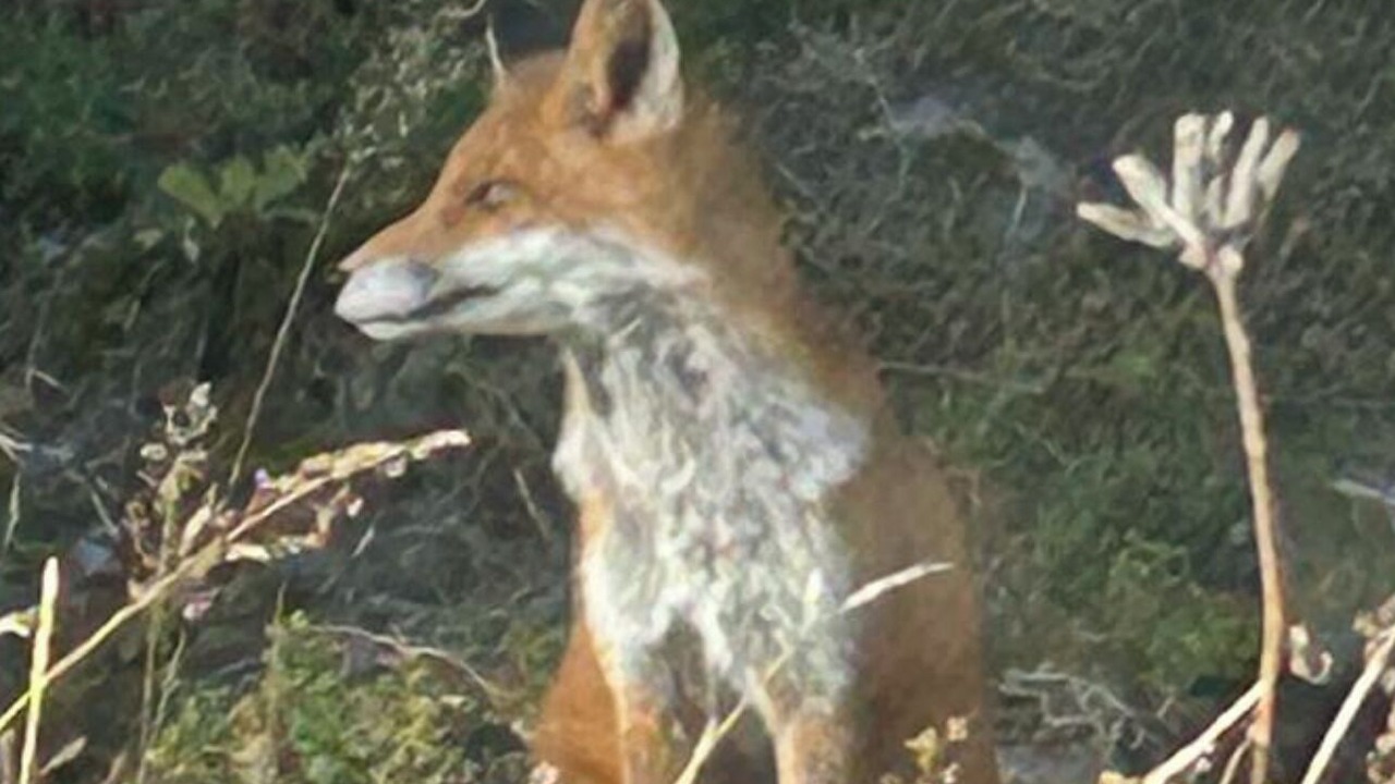 Photo of Others in Torso