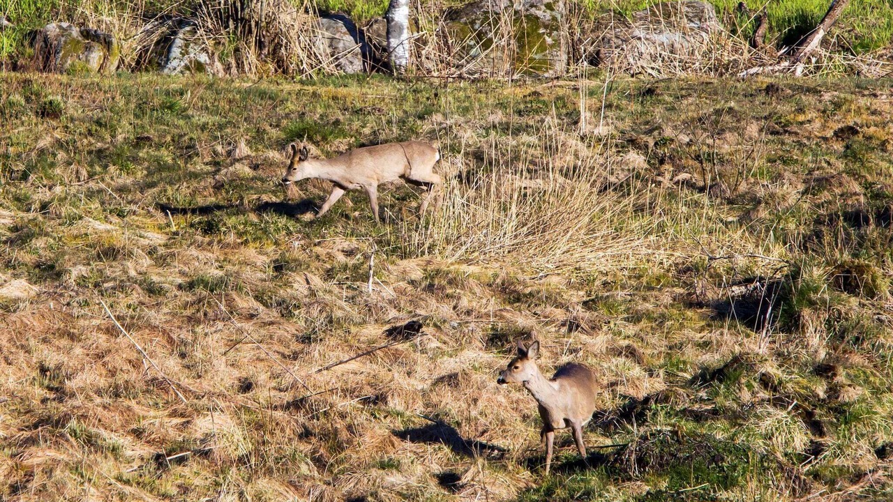 Photo of Others in Lyngdal