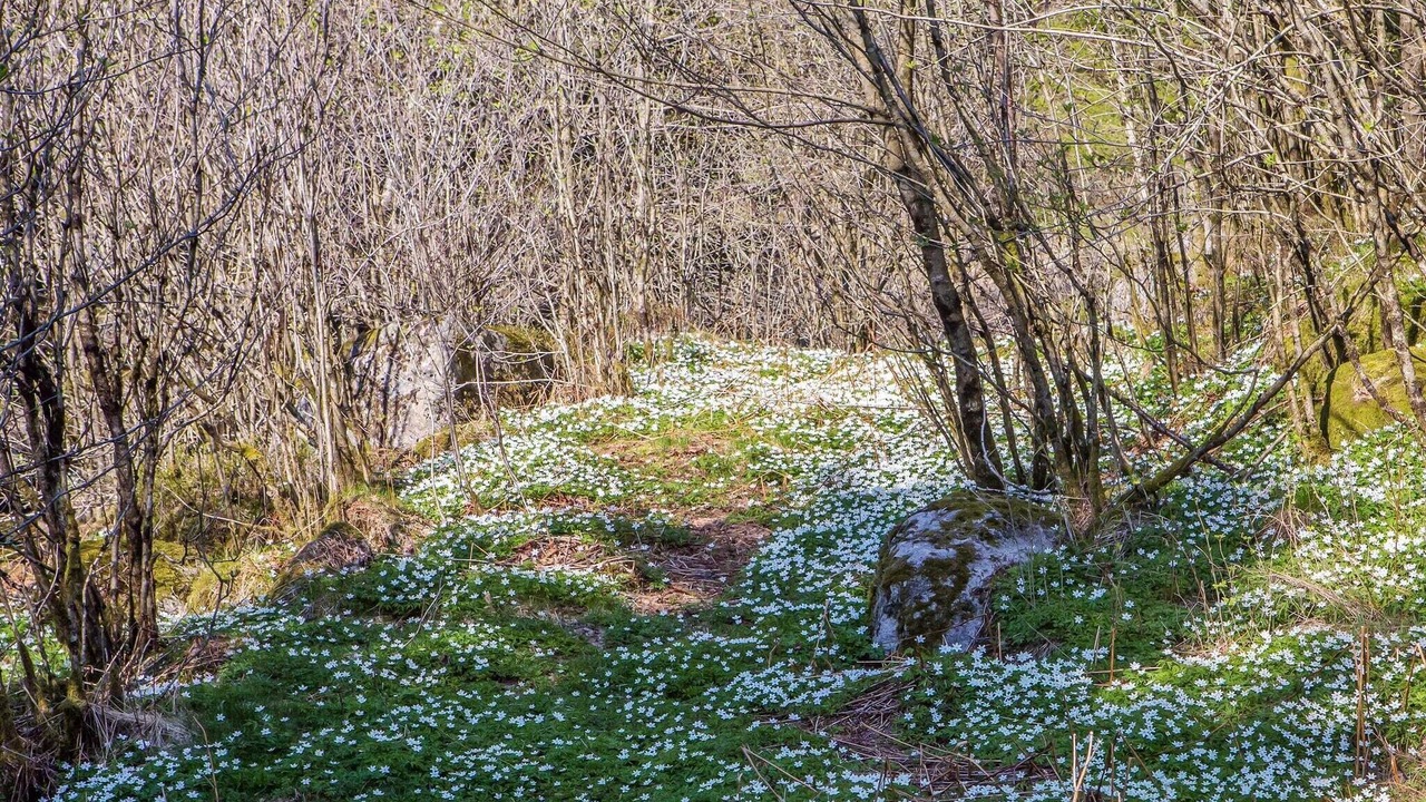 Photo of Others in Lyngdal
