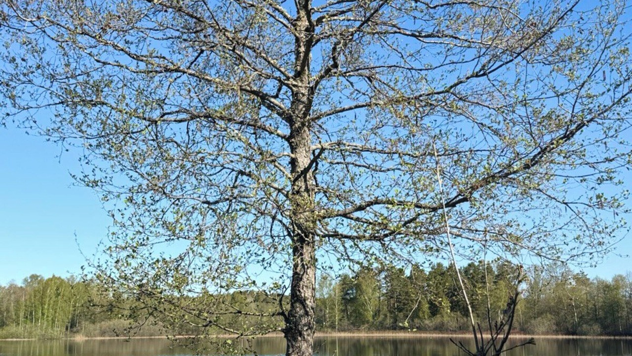 Photo of Others in Fagelfors