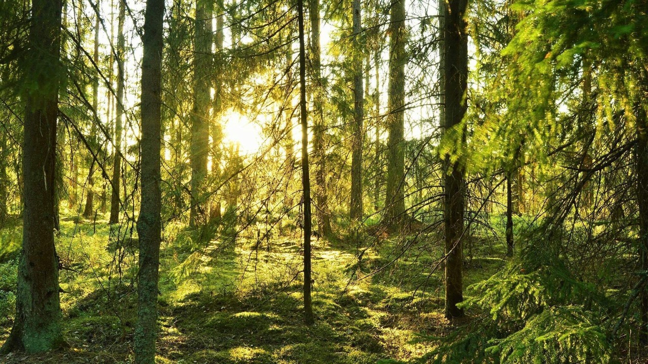 Photo of Others in Växjö