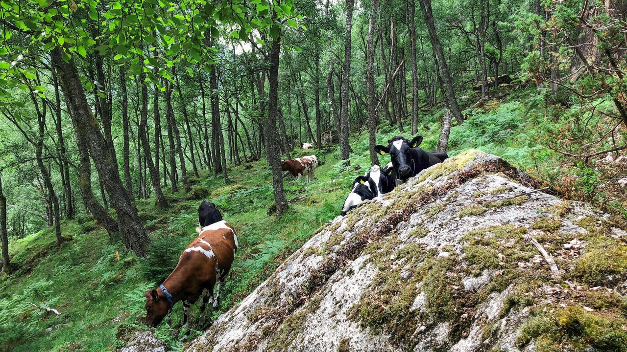 Photo of Others in Sirdal