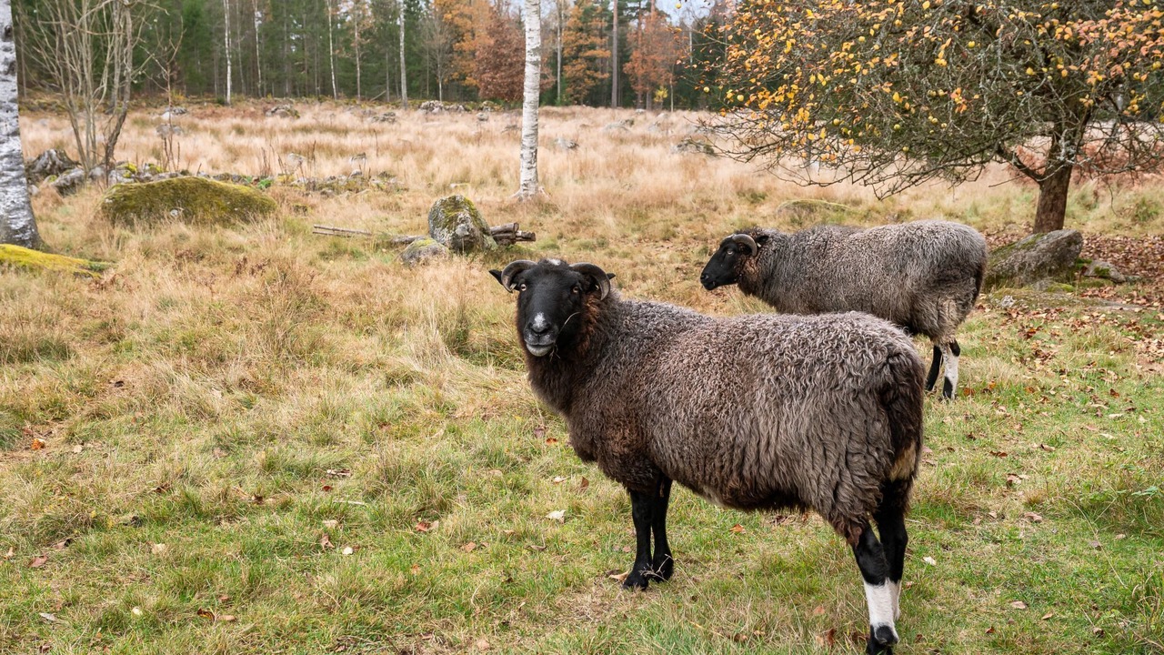 Photo of Others in Eringsboda