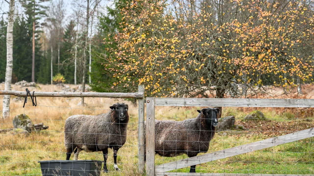 Photo of Outdoor in Eringsboda