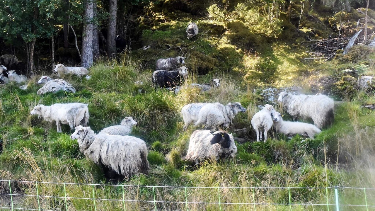 Photo of Others in Halsa Municipality