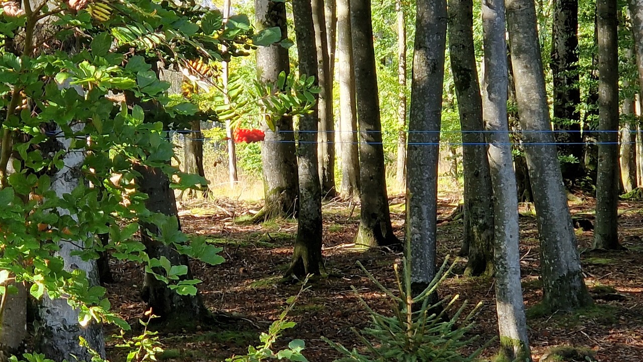 Photo of Others in Munka-Ljungby