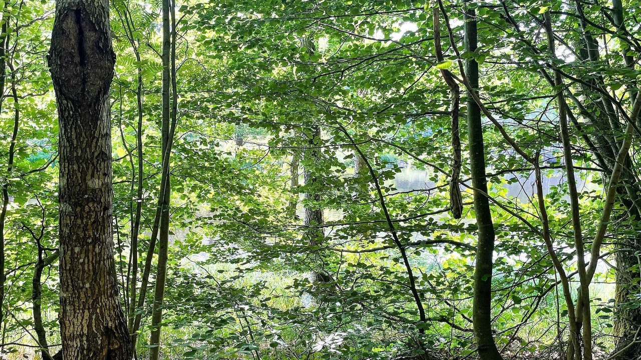 Photo of Others in Hemsjohult