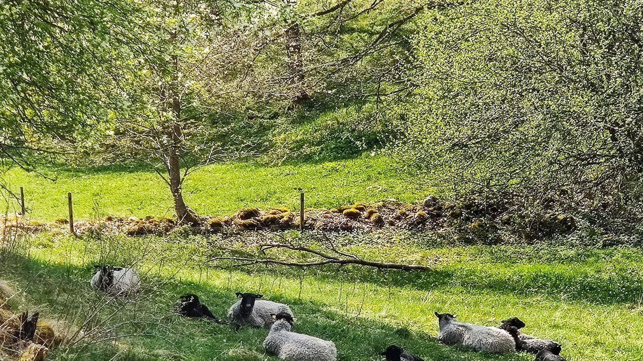 Photo of Others in Lerdala