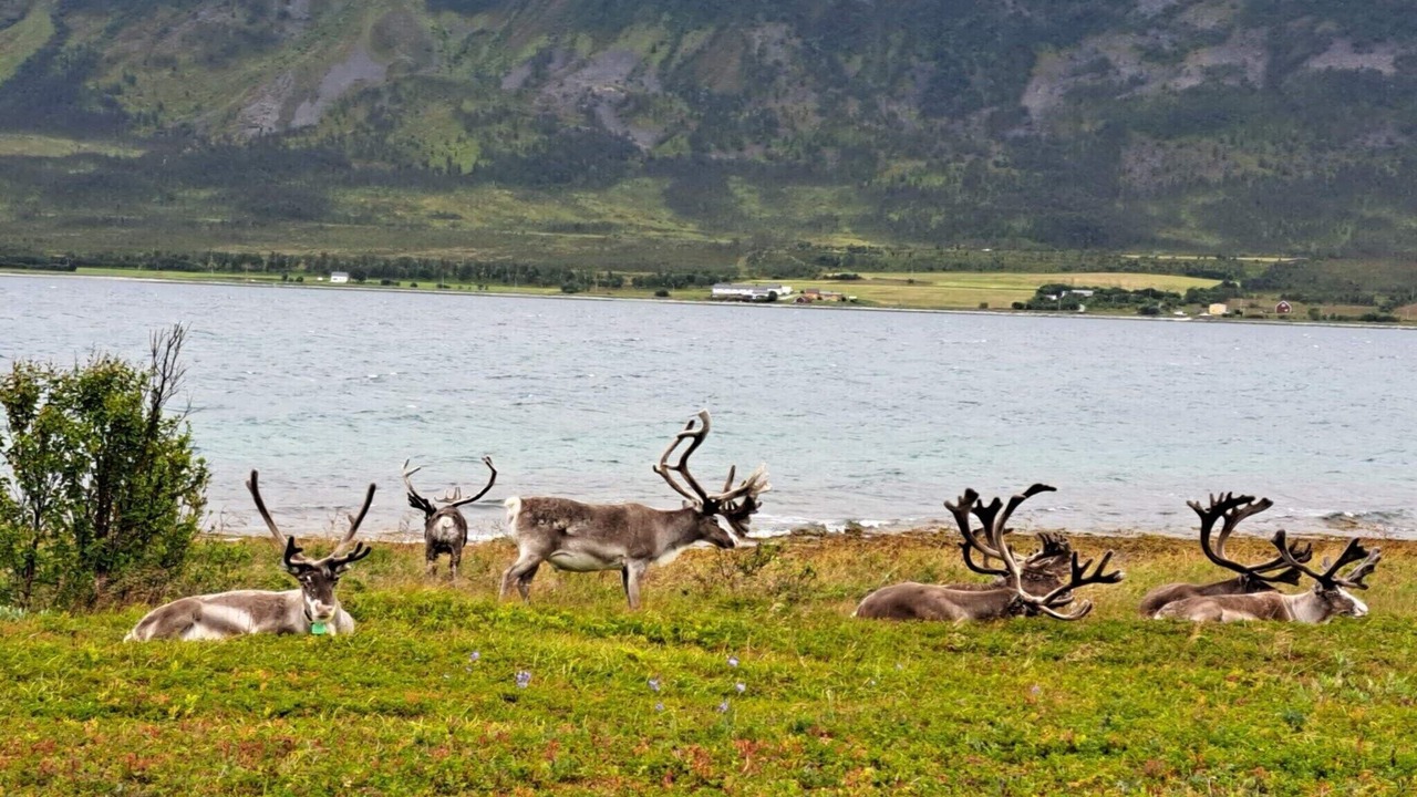 Photo of Others in Lyngen