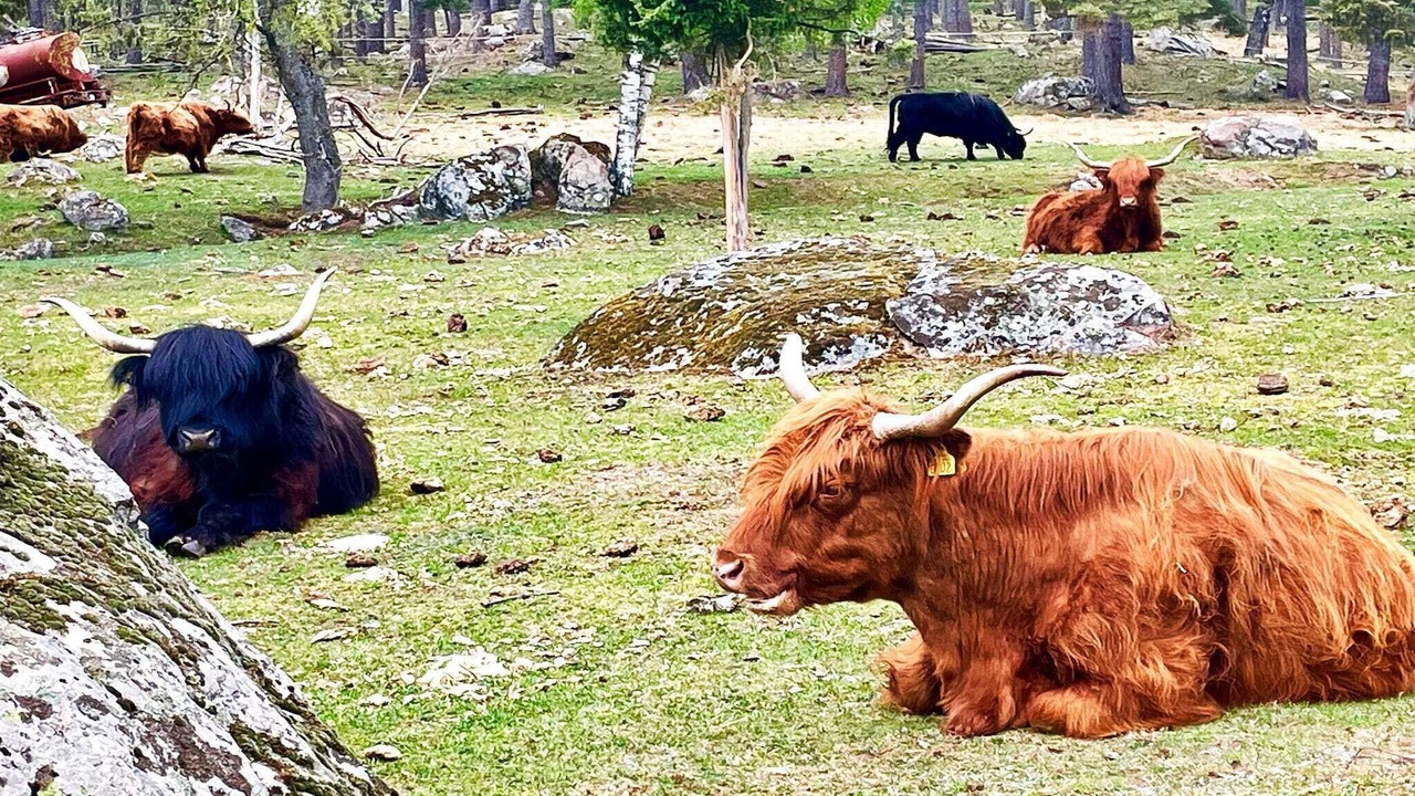 Photo of Others in Berga