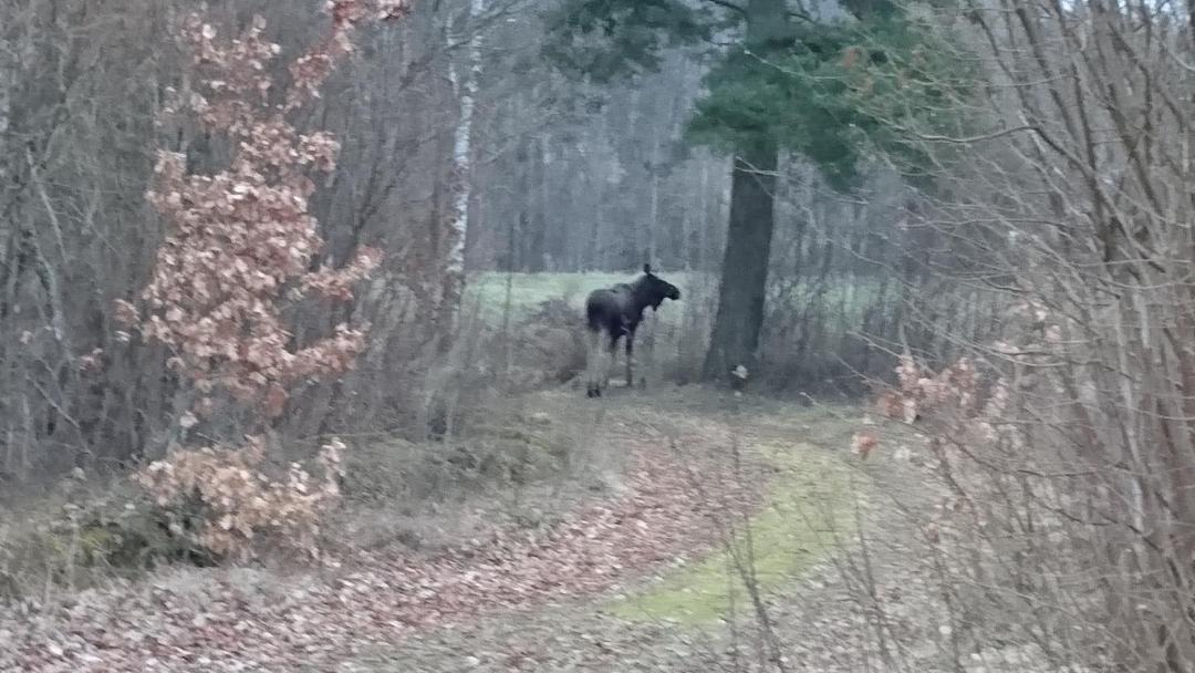 Photo of Others in Laholm