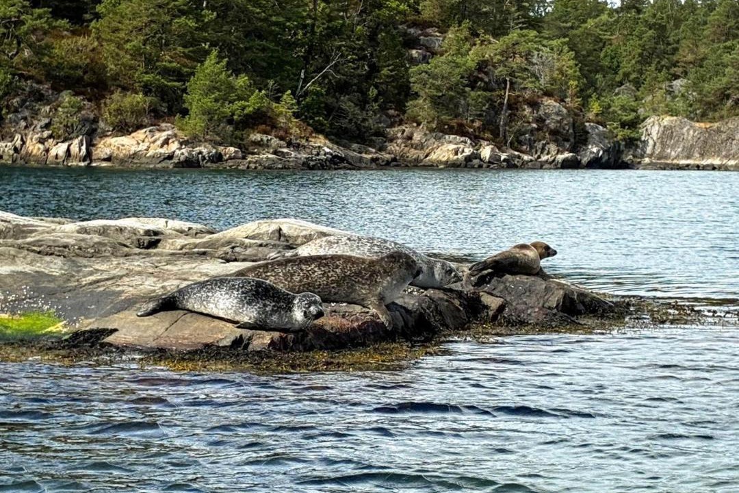 Photo of Others in Tvedestrand