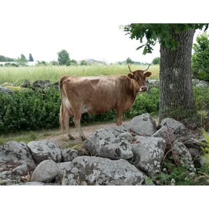 Photo of Others in Vassmolosa