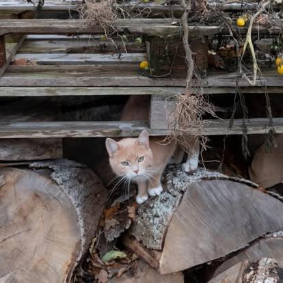 Photo of Others in Vassmolosa