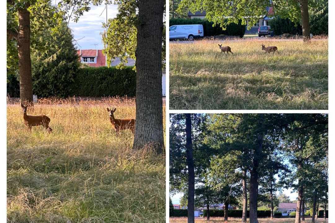 Photo of Others in Farjestaden