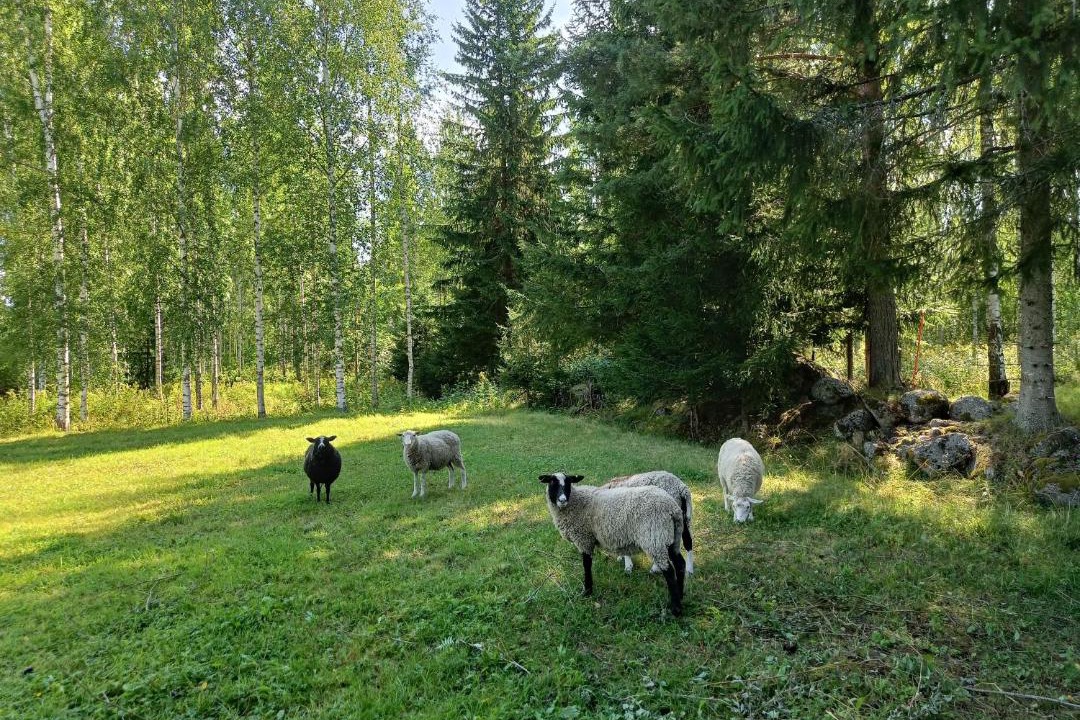 Photo of Others in Luumaki