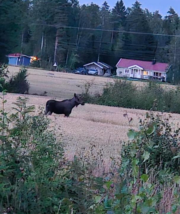 Photo of Others in Kristinehamn