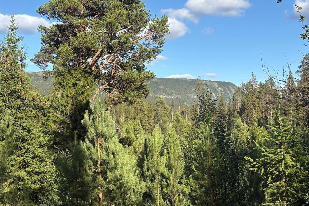 Photo of Others in Funasdalen