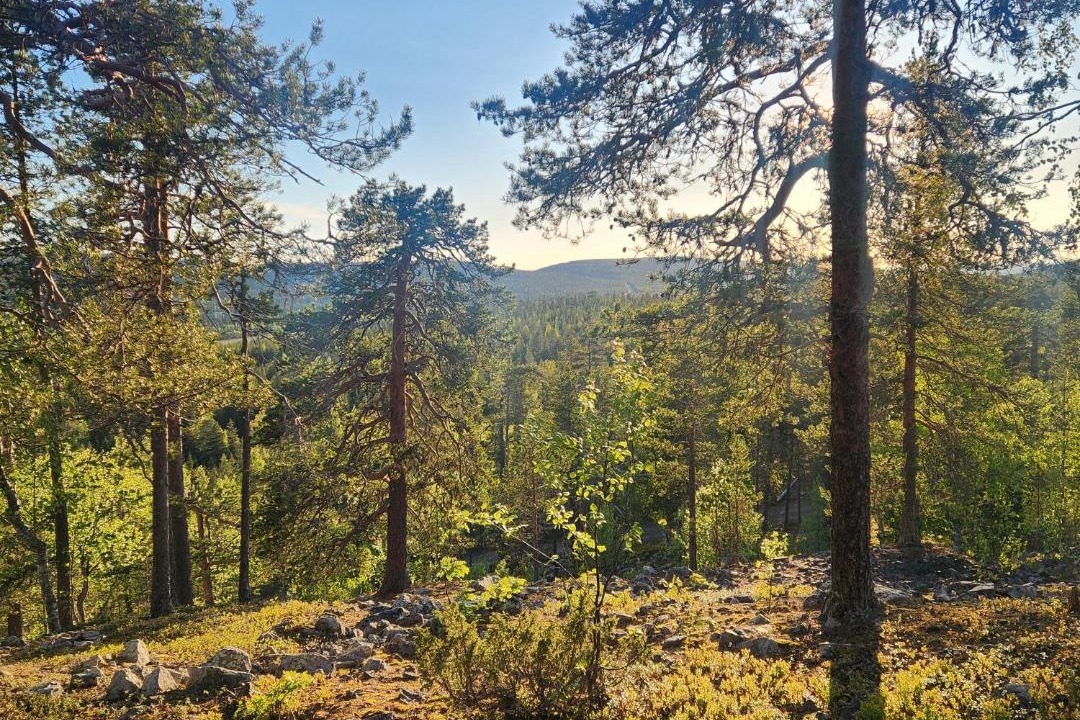 Photo of Others in Lampivaara