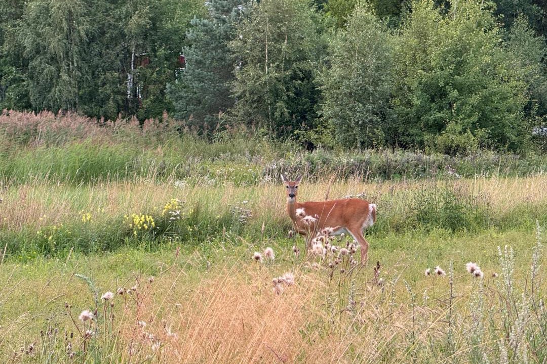 Photo of Others in Raseborg
