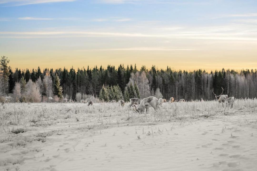Photo of Others in Rovaniemi