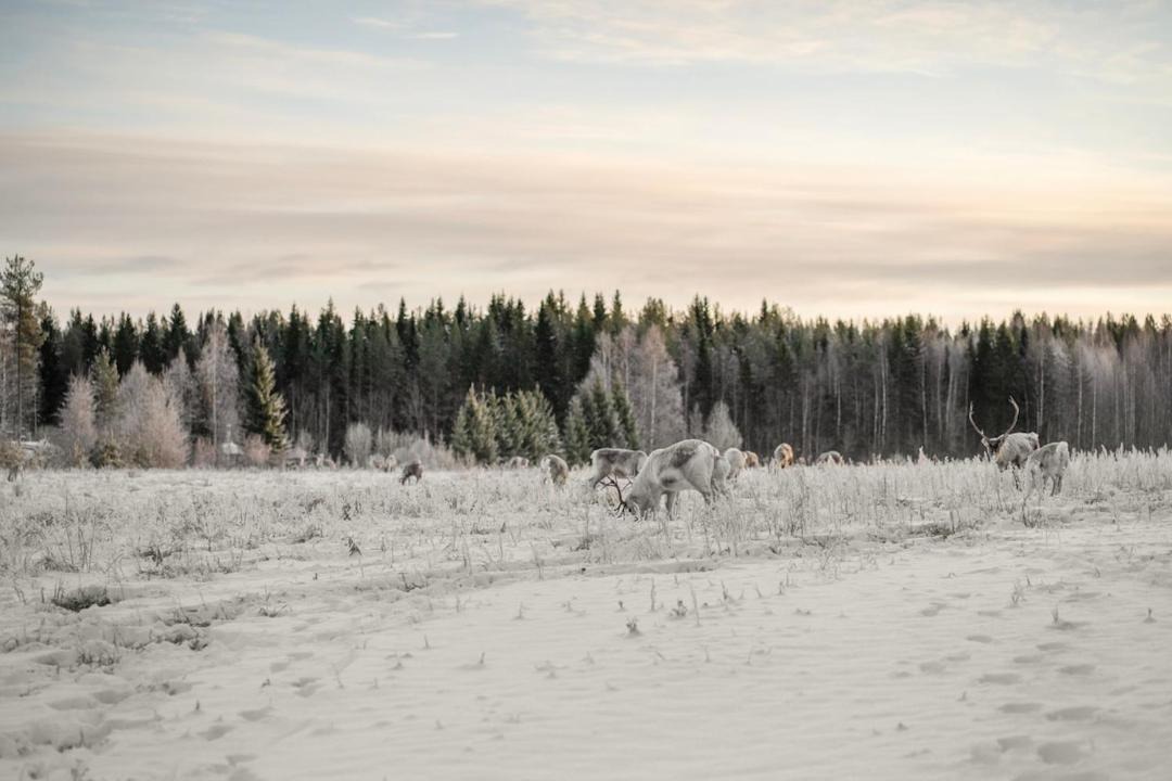 Photo of Others in Rovaniemi