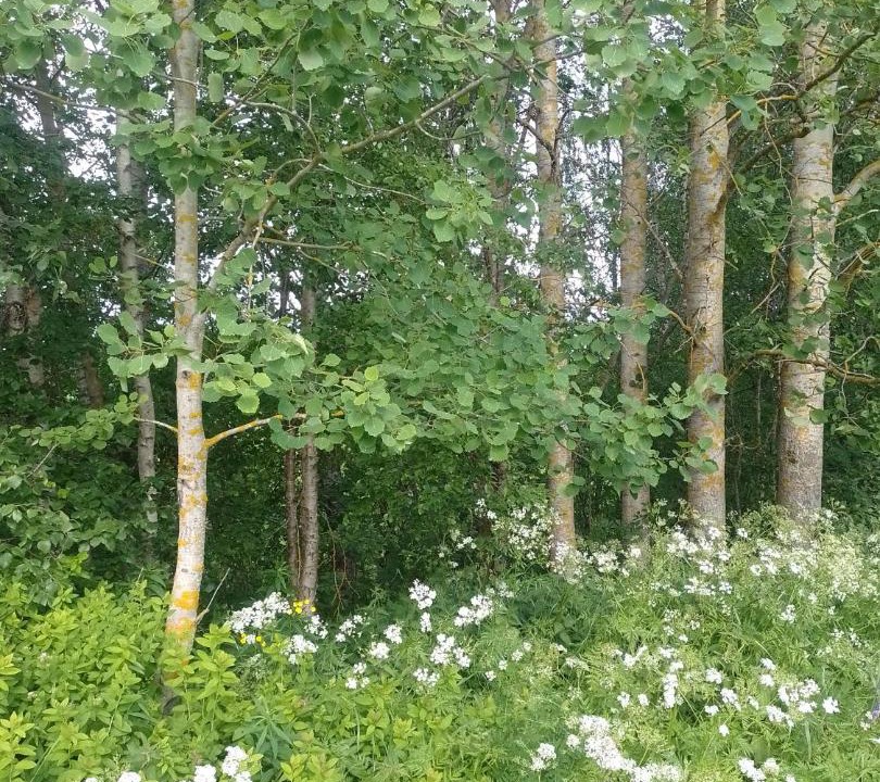 Photo of Others in Tornio