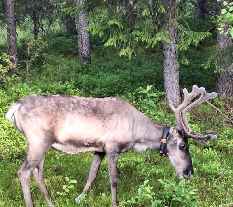 Photo of Others in Syote